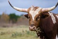 Texas longhorn, Driftwood Texas Royalty Free Stock Photo