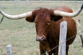 Texas Longhorn, Driftwood Texas Royalty Free Stock Photo