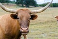 Texas Longhorn, Driftwood Texas Royalty Free Stock Photo