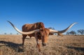 Texas Longhorn grazing in the winter pasture Royalty Free Stock Photo