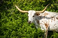 Texas Longhorn Headshot Royalty Free Stock Photo