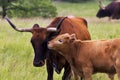 Texas Longhorn Heifer and Calf in the Wichita Mountains Wildlife Refuge, Oklahoma Royalty Free Stock Photo