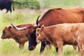 Texas Longhorn Heifer and Calf in the Wichita Mountains Wildlife Refuge, Oklahoma Royalty Free Stock Photo