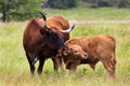 Texas Longhorn Heifer and Calf in the Wichita Mountains Wildlife Refuge, Oklahoma Royalty Free Stock Photo