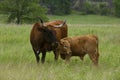 Texas Longhorn Heifer and Calf in the Wichita Mountains Wildlife Refuge, Oklahoma