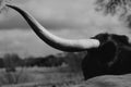 Texas longhorn horn closeup in black and white