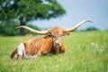 Texas longhorn lying down on the pasture Royalty Free Stock Photo