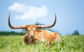 Texas longhorn lying down in the grass in the pasture Royalty Free Stock Photo