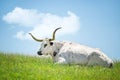 Texas longhorn lying down in the grass Royalty Free Stock Photo