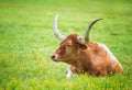 Texas longhorn lying down in the summer pasture Royalty Free Stock Photo