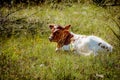 Texas Longhorn Newborn Calf