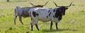 Texas Longhorn Panorama