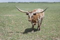 Texas longhorn red and white bull steer cow with long horns in green pasture Royalty Free Stock Photo