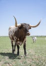 Texas longhorn red and white bull steer cow with long horns in green pasture