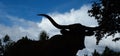 Texas longhorn silhouette against dramatic sky background Royalty Free Stock Photo