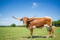 Texas longhorn on spring pasture