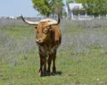 Texas Longhorn standing in field Royalty Free Stock Photo