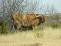 Texas longhorn steer brindle state herd