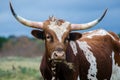 Texas Longhorn Steer, Driftwood Texas Royalty Free Stock Photo