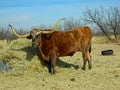 Texas longhorn steer red state herd tongue