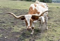 Texas Longhorn Steer Upclose & Threatening Royalty Free Stock Photo