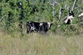 Texas Longhorn Steer at wichita mountains wildlife refuge in Oklahoma Royalty Free Stock Photo