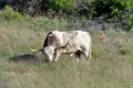 Texas Longhorn Steer at wichita mountains wildlife refuge in Oklahoma Royalty Free Stock Photo