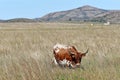 Texas Longhorn Steer at wichita mountains wildlife refuge in Oklahoma