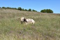 Texas Longhorn Steer at wichita mountains wildlife refuge in Oklahoma Royalty Free Stock Photo