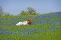 Texas Longhorn Steer in Wild Flowers Royalty Free Stock Photo