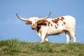 Texas Longhorn Grazing in Farm Field Royalty Free Stock Photo