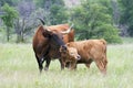 Texas Longhorn with Calf Royalty Free Stock Photo