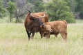 Texas Longhorn with Calf Royalty Free Stock Photo