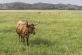 Texas Longhorn Cow Royalty Free Stock Photo