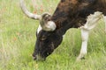 Texas Longhorn Cow Royalty Free Stock Photo