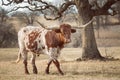 Texas Longhorn in the winter pasture Royalty Free Stock Photo