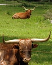 Texas Longhorns Royalty Free Stock Photo