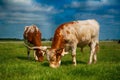 Texas longhorns Royalty Free Stock Photo