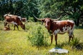 Texas Longhorns Grazing