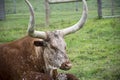 Texas Longhorns steer laying in the field