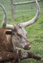 Texas Longhorns steer laying in the field