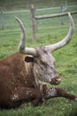 Texas Longhorns steer laying in the field