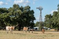 Texas Longhorns and the Windmill Royalty Free Stock Photo