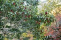 Texas Madrone tree Arbutus xalapensis with berries Royalty Free Stock Photo