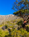 Texas Madrone Tree in McKittrick Canyon With Wilderness Ridge Royalty Free Stock Photo