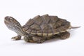 Texas map turtle, Graptemys versa Royalty Free Stock Photo