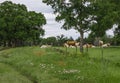 Texas Meadow, wildflowers, and cows.