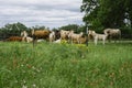 Texas Meadow, wildflowers, and cows.