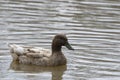 Texas Mottled Duck swimming alone in lake