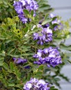 Texas Mountain Laurel flowers